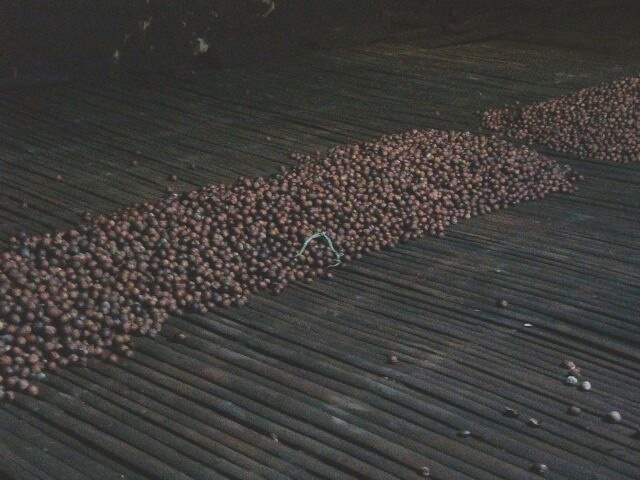 Nutmegs Drying