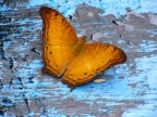 Butterfly.JPG (180 KB)