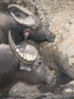 two buffalo.JPG (87 KB)
