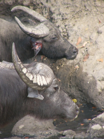 two buffalo