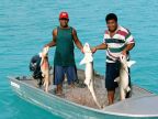Shark fishermen (65 KB)