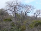 first-Baobabs