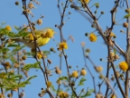 yellow-bird