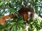 female-lemur