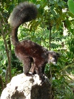 male-lemur