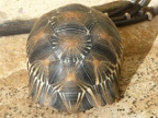 tortoise (219 KB)