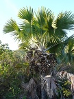 palm-fruit