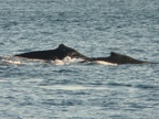 whales (136 KB)