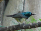 Souimanga-Sunbird (150 KB)