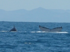 WhaleHumpTail