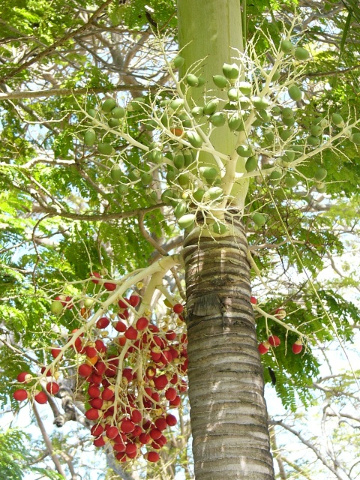 Penang Tree
