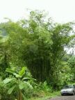 Bamboo.JPG (90 KB)