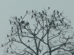 cormorants (189 KB)