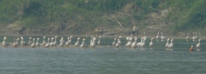 geese (279 KB)