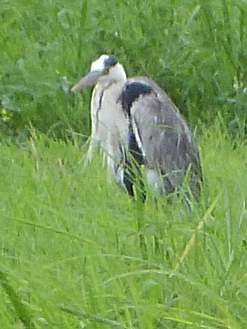 Grey-Heron