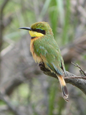 Little-Bee-eater