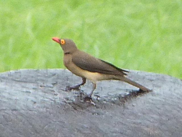 red-billed-Oxpecker