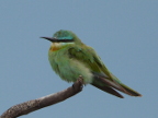 Blue-cheeked-Bee-eater-juv