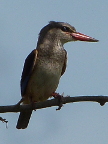 Brown-hooded-Kingfisher