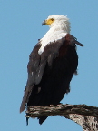 Fish-Eagle