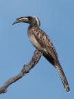 Grey-Hornbill