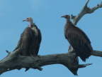 Hooded-Vultures (178 KB)