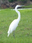Little-Egret (97 KB)