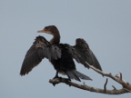 cormorant (155 KB)