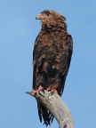 eagle-redfoot (100 KB)