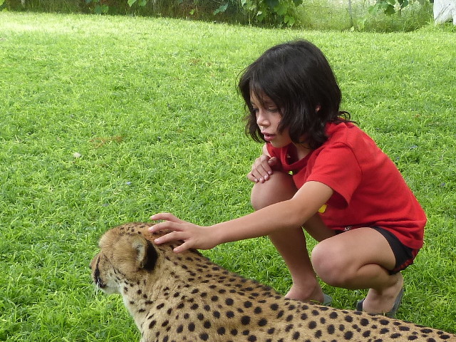 Antonio-Cheetah