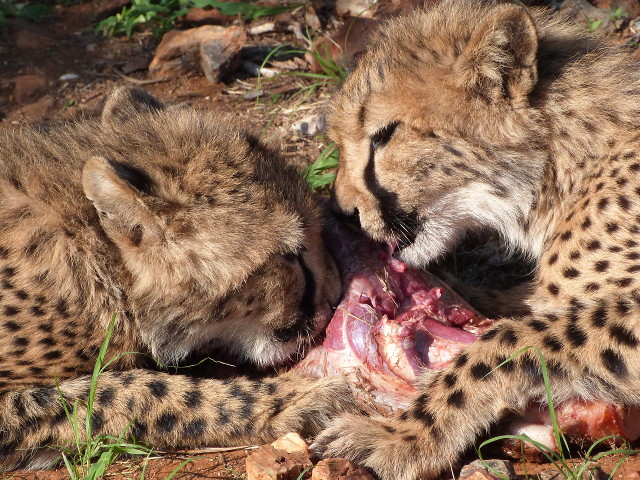 Cubs-Eat