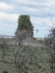 Termite-Mound (70 KB)
