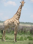 Giraffe Index