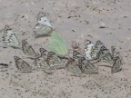 Butterflies (206 KB)