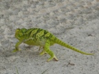 Chameleon1 (167 KB)