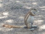 Ground-Squirrel (113 KB)