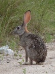Scrub-Hare (106 KB)