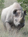 Rhino Index