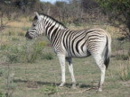 Zebra Index