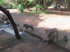 Camp-Hogs
