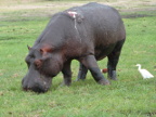 Hippo-wound (187 KB)