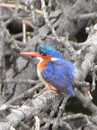 Malachite-Kingfisher