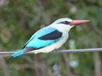 Kingfisher (149 KB)