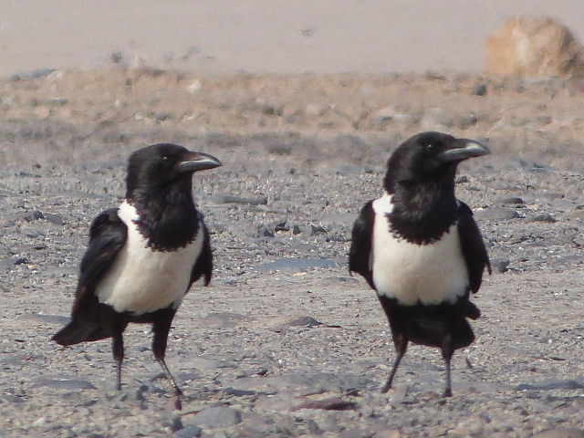 Pied-Crows