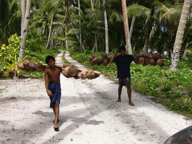 Coconut Carriers