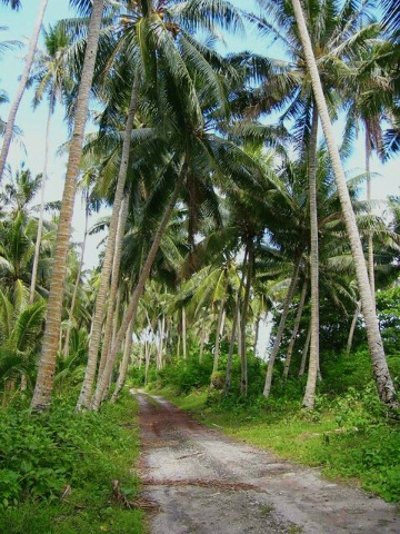 Coconut Tree Lane