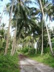 Coconut Tree Lane (76 KB)