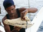 Crocodile skull (52 KB)