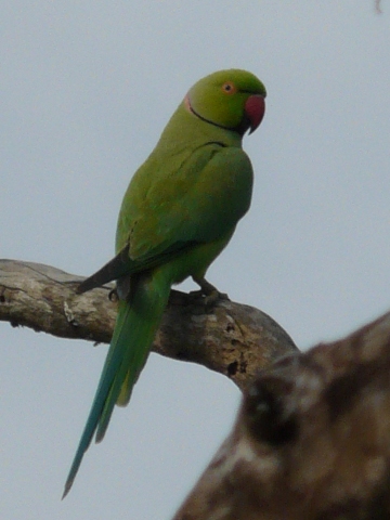 Green-Parakeet