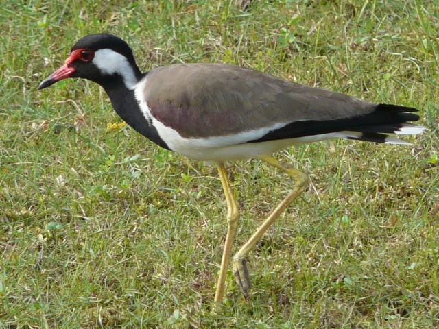 Red-wattled-Lapwing